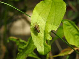 Anthomyia punctipennis Wiedemann 1830的圖片