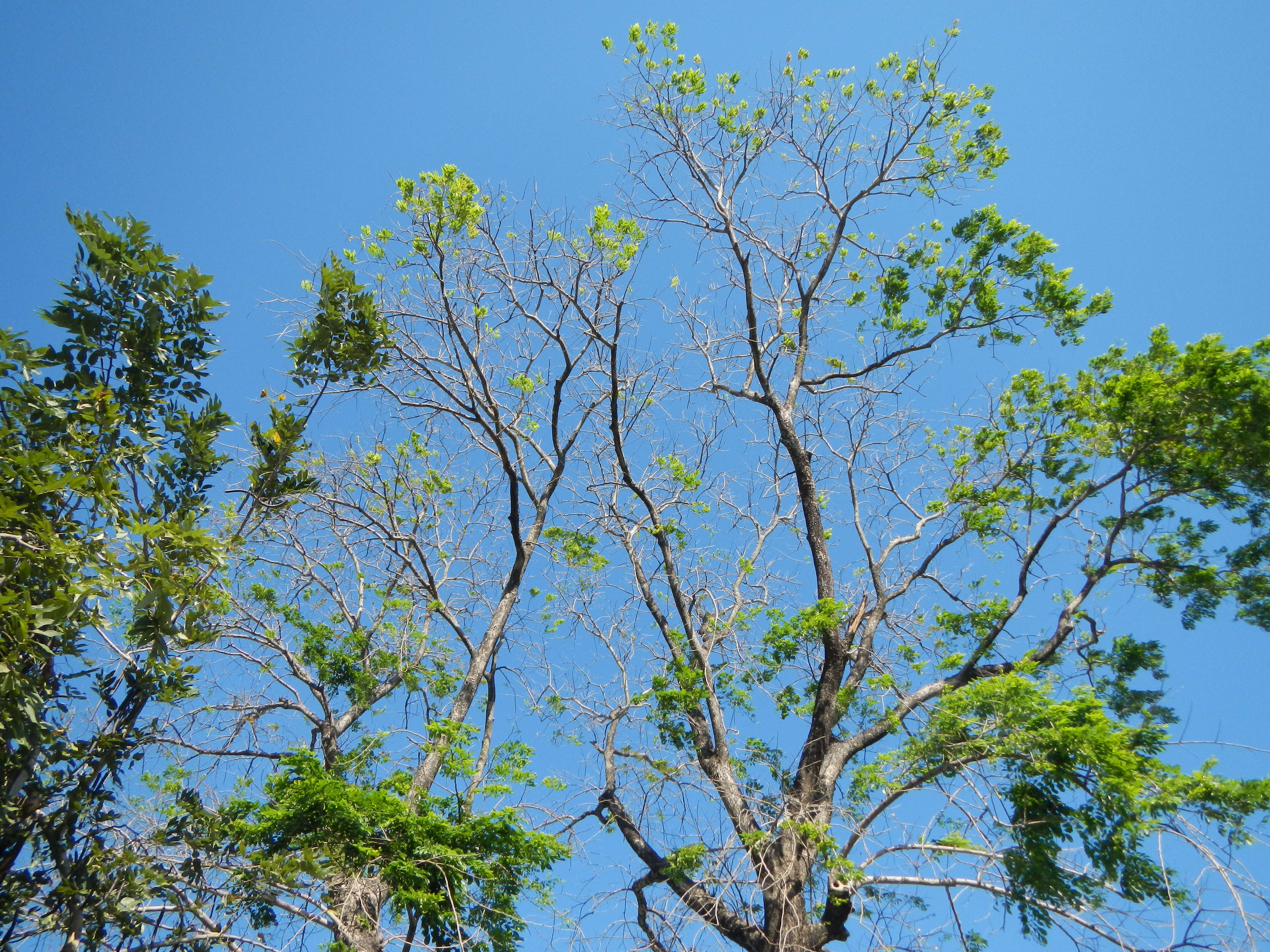 Image of Amboyna Wood