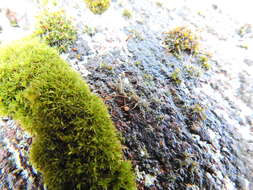 Image of rigid didymodon moss