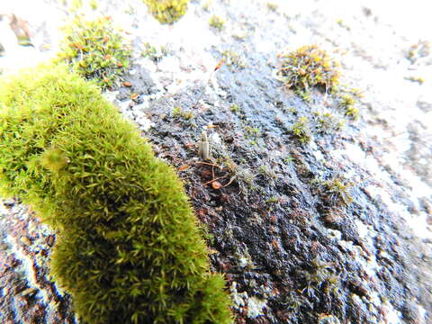 Image of rigid didymodon moss