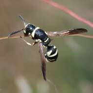 Слика од Cephalodynerus unicornis Parker 1964