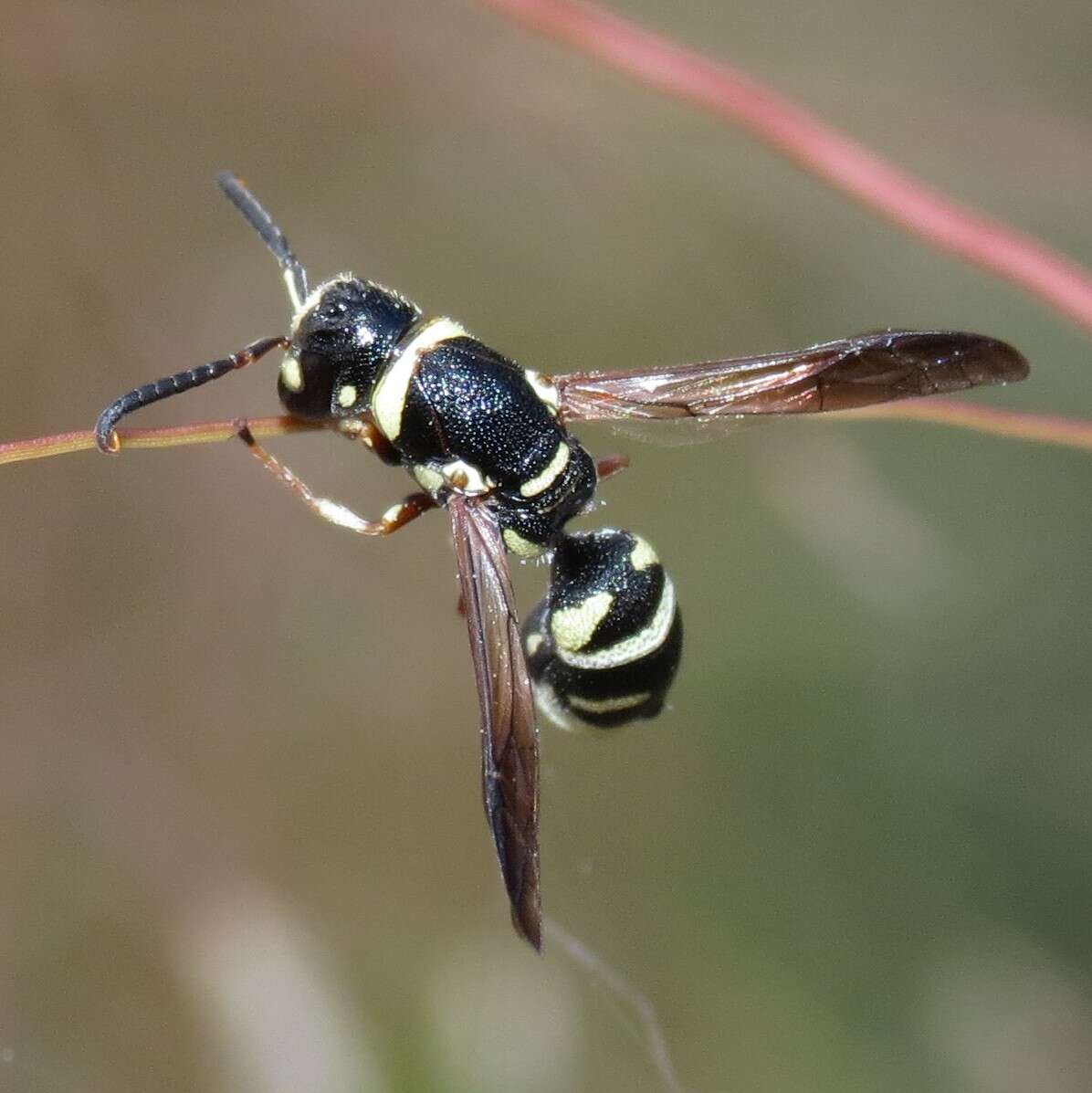 Image de Cephalodynerus unicornis Parker 1964