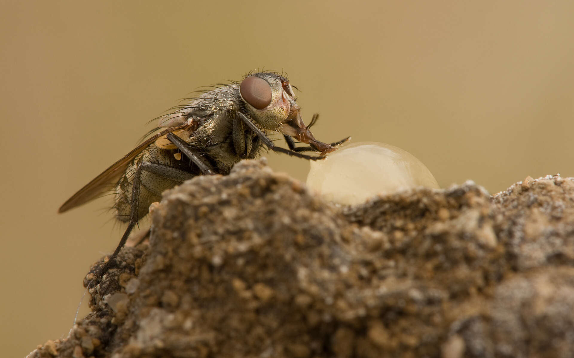 صورة Pollenia rudis (Fabricius 1794)