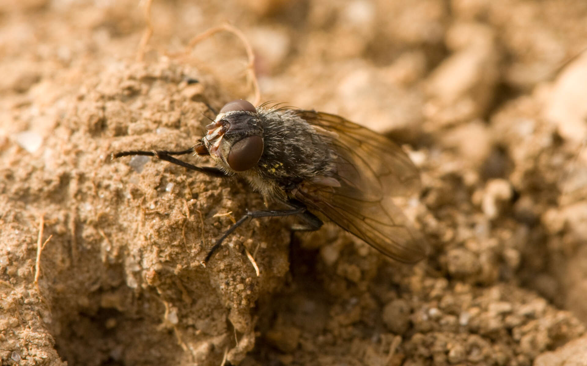 صورة Pollenia rudis (Fabricius 1794)