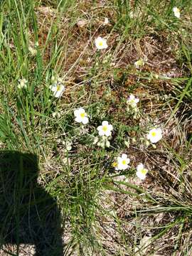 Image of White Rock-rose