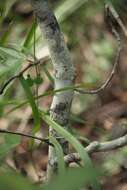 Image of Hairy Psychotria