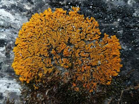 Image of orange wall lichen