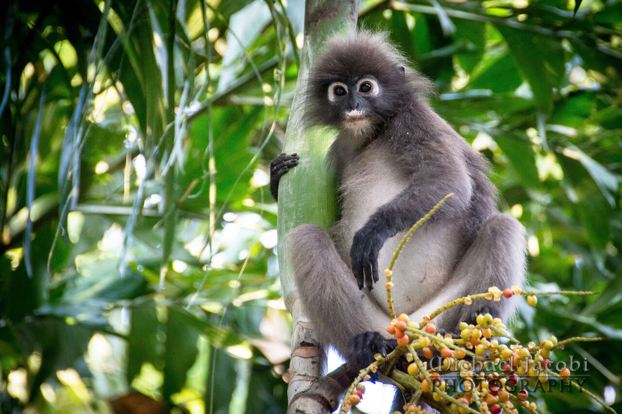 Image of Dusky Langur