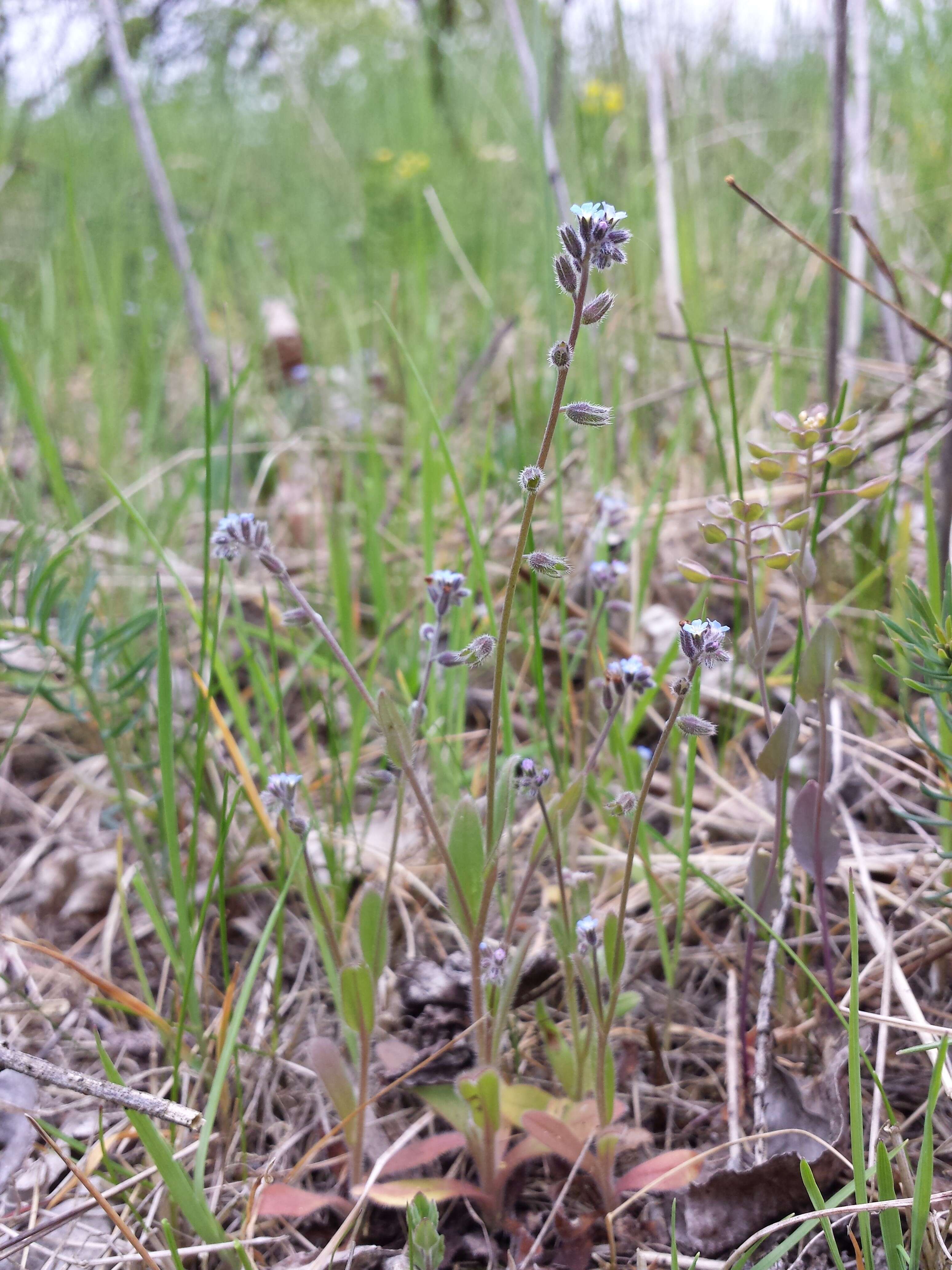 Слика од Myosotis ramosissima Rochel