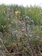 Image of Early Forget-me-not