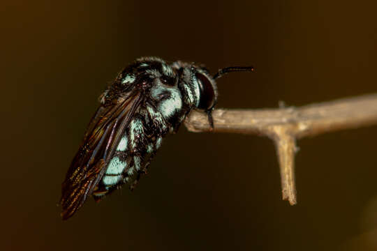 Image of Thyreus caeruleopunctatus (Blanchard 1840)