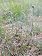 Image of Early Forget-me-not