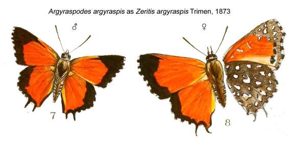 Слика од Argyraspodes