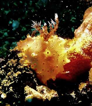 Image of Orange spot white lumpy slug