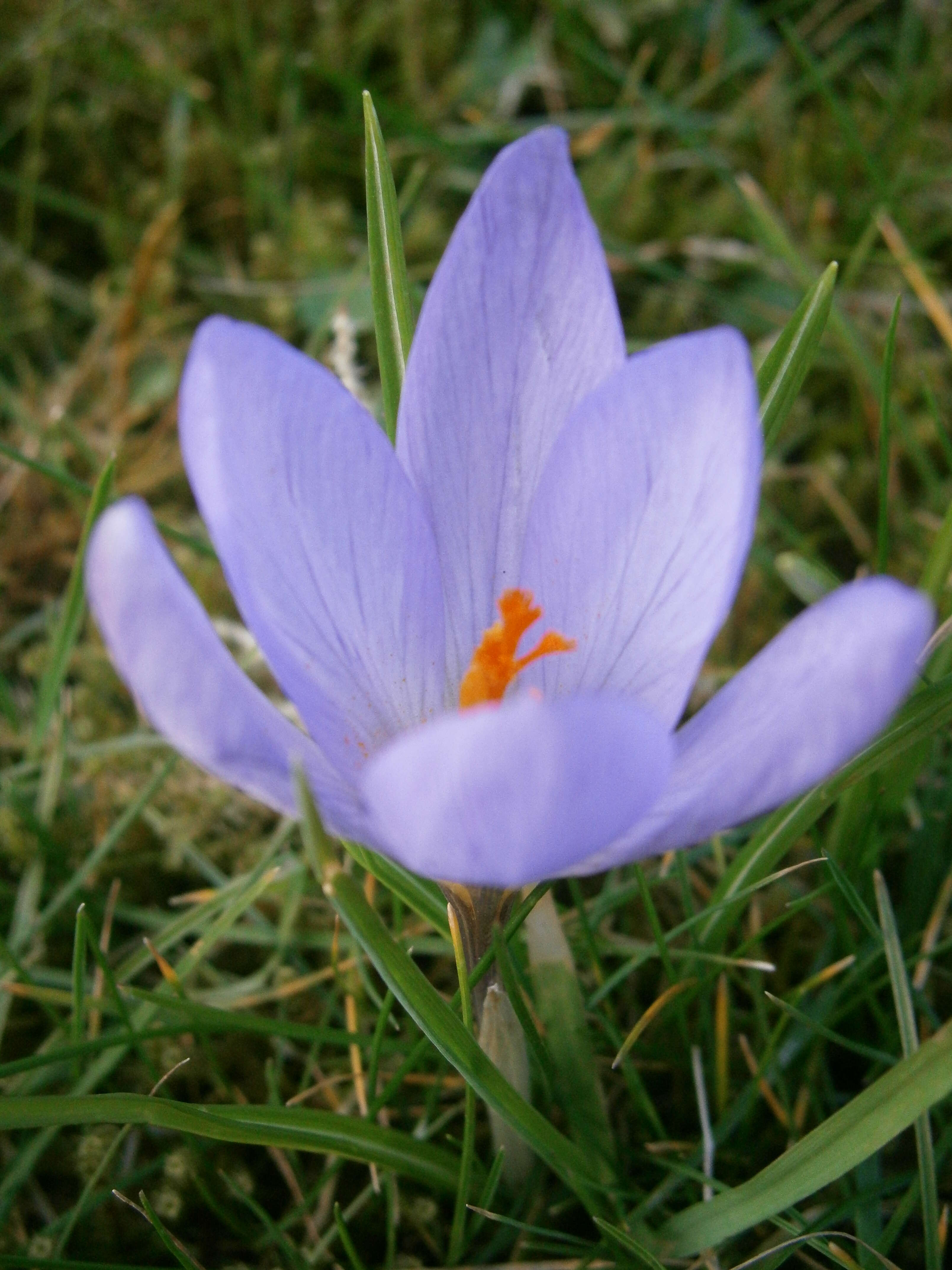 Plancia ëd Crocus etruscus Parl.