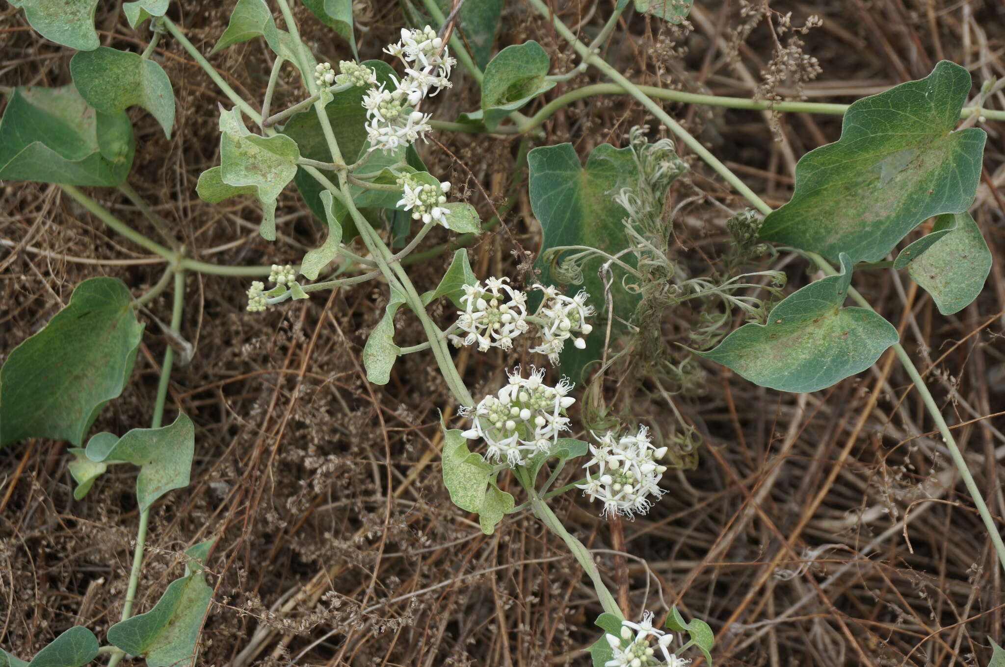 Image of Vincetoxicum pubescens (Bunge) Kuntze