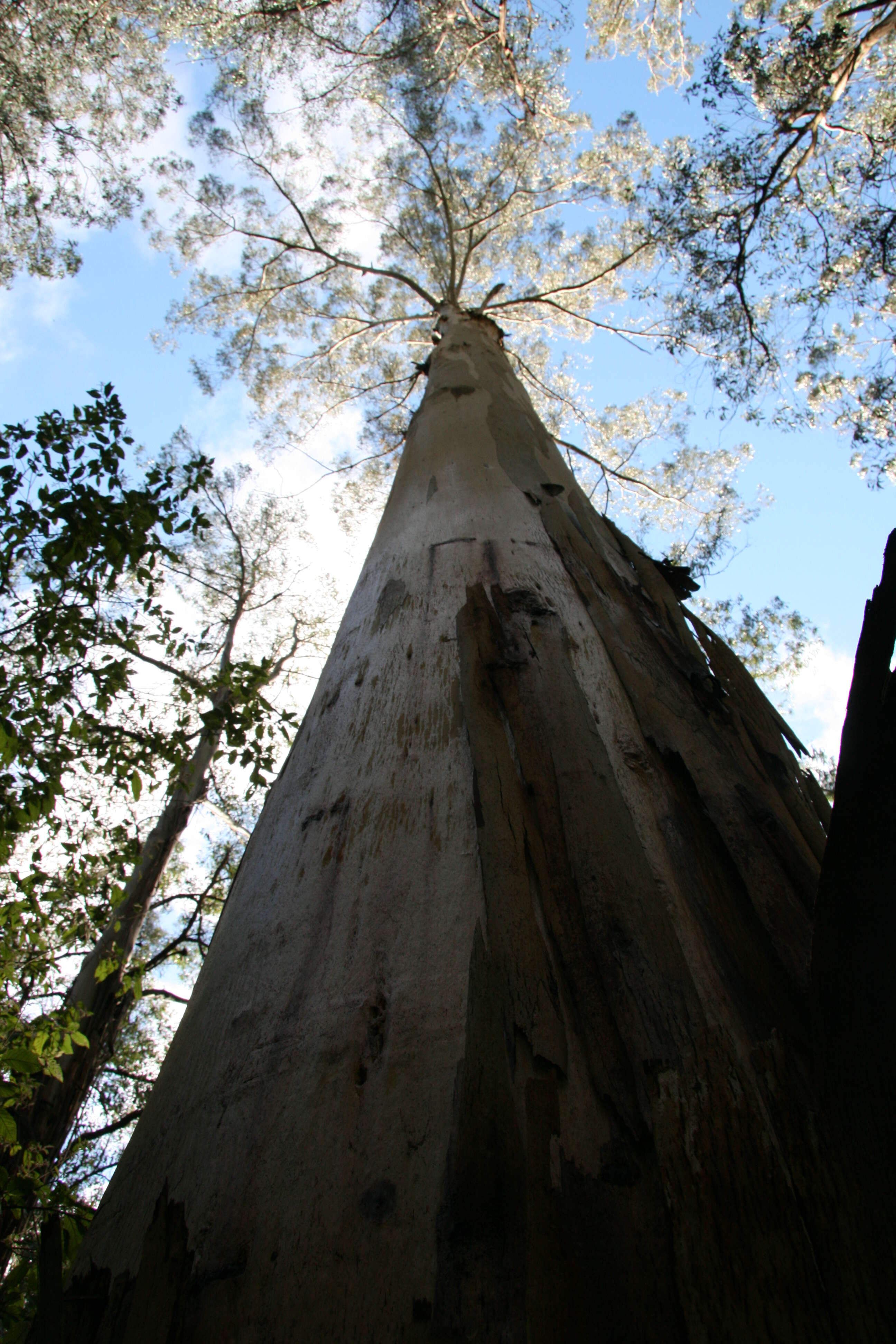 Image of Mountain ash