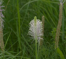 Image of Hoary Plantain