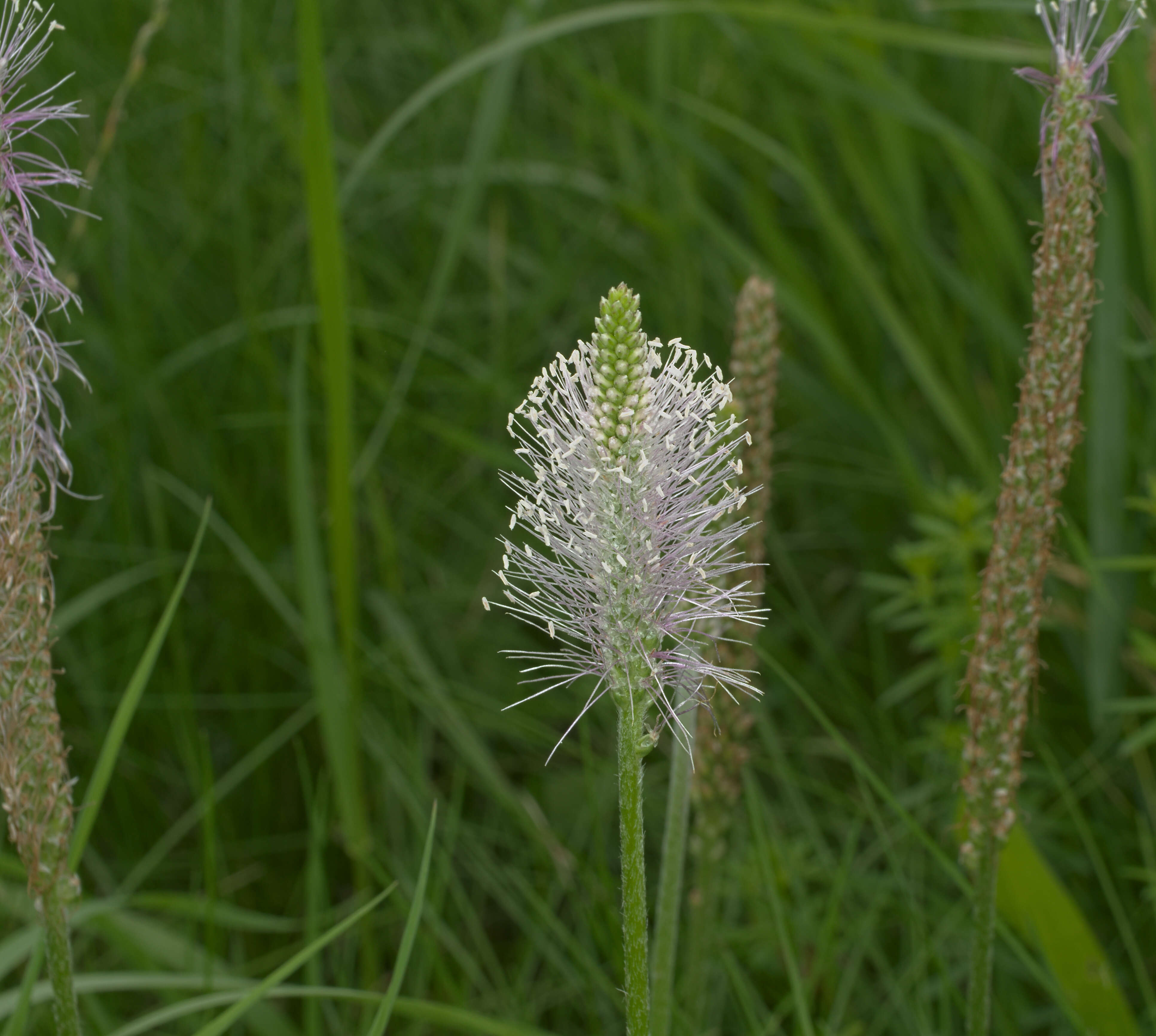 Image of Hoary Plantain