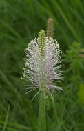 Image of Hoary Plantain