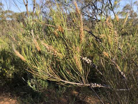 صورة Callistemon teretifolius F. Müll.