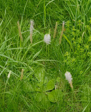 Image of Hoary Plantain