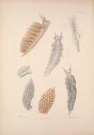 Image of Doto fragilis (Forbes 1838)