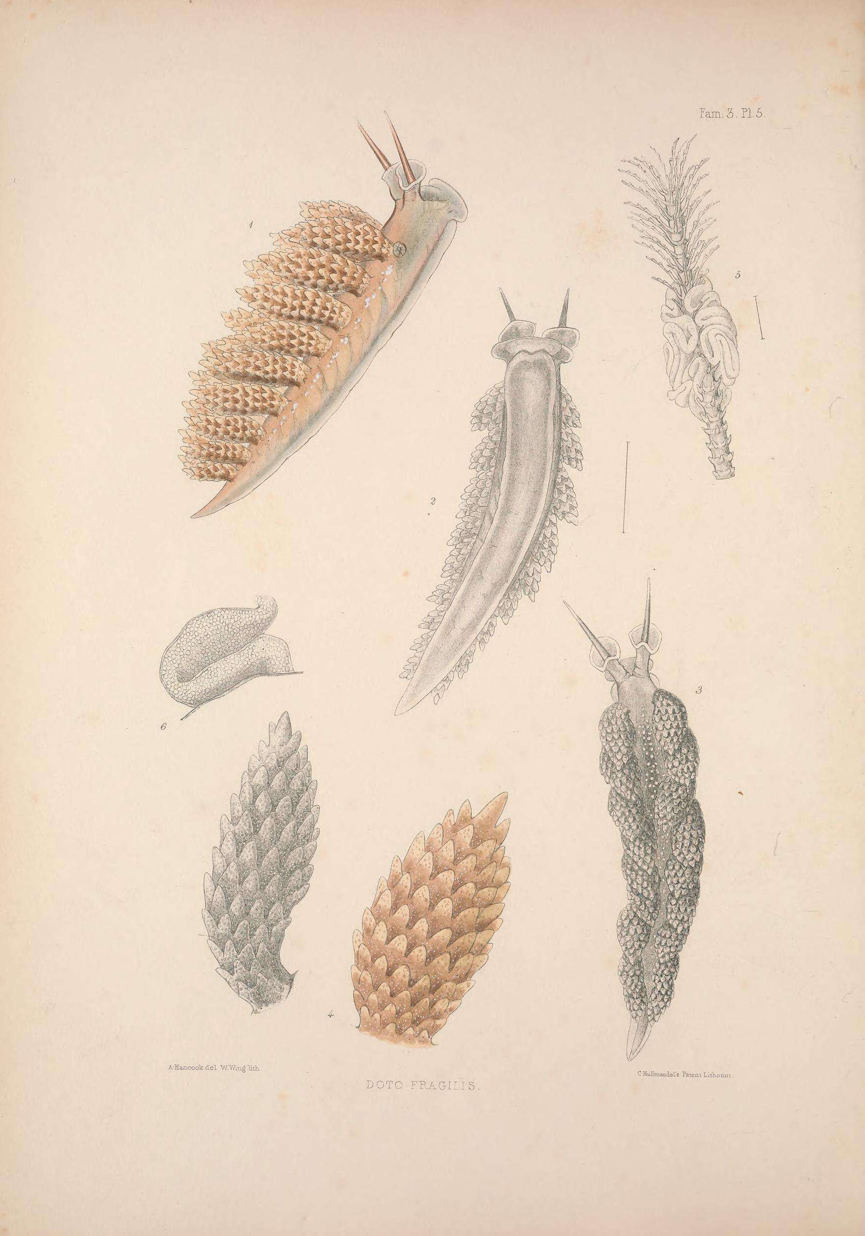 Image de Doto fragilis (Forbes 1838)