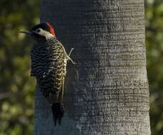 Image of Green-barred Woodpecker