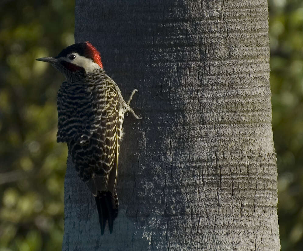 Image of Green-barred Woodpecker