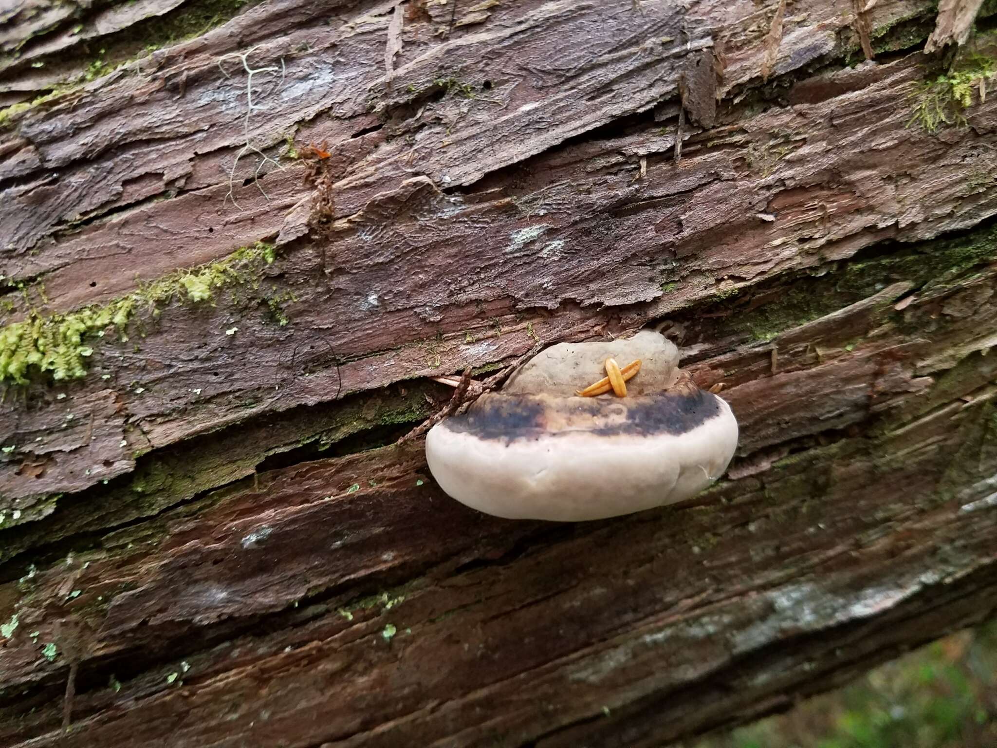 Image of Fomitopsis ochracea Ryvarden & Stokland 2008