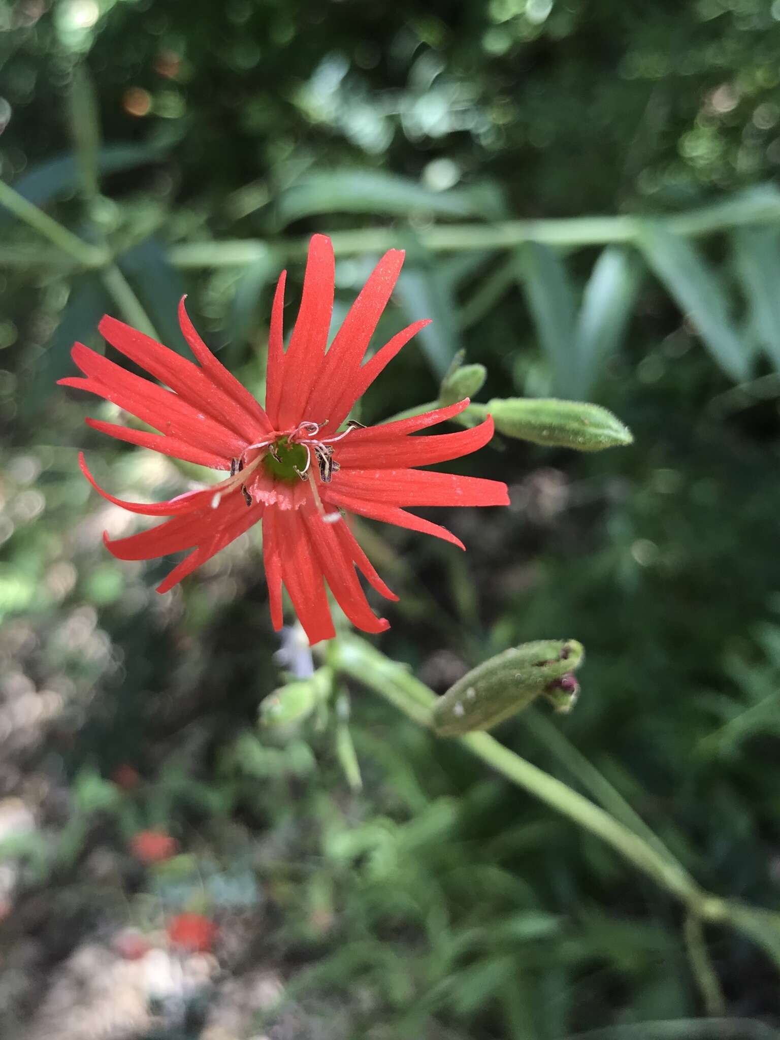 Image de Silene laciniata subsp. laciniata