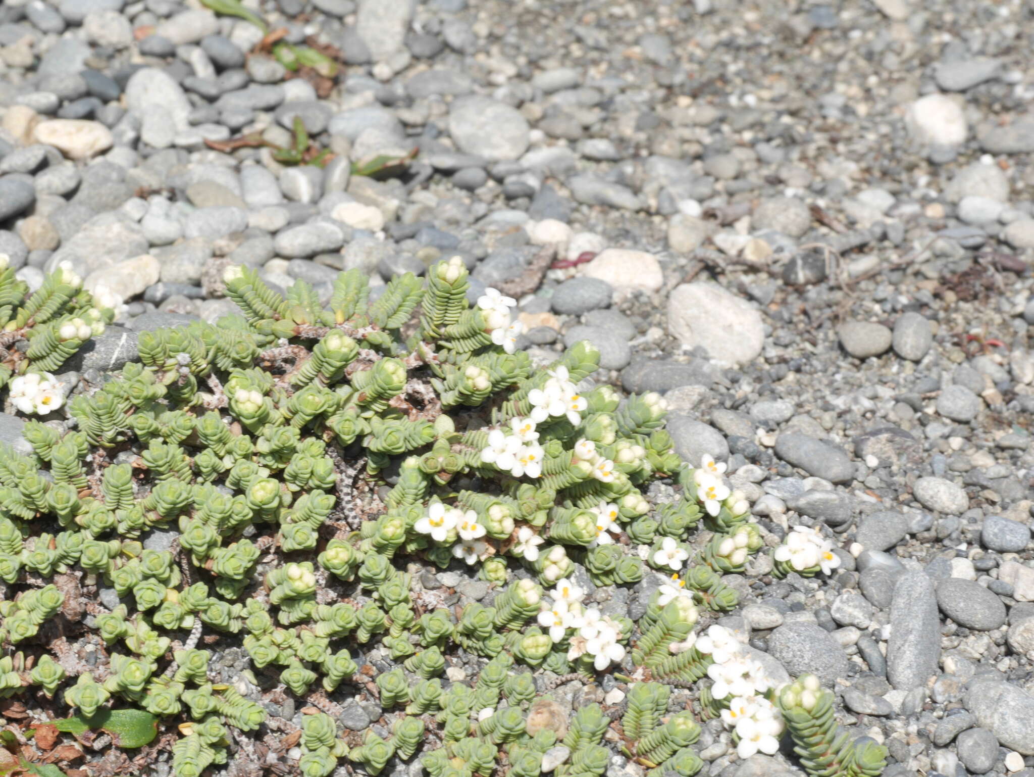 Image of Pimelea carnosa C. J. Burrows