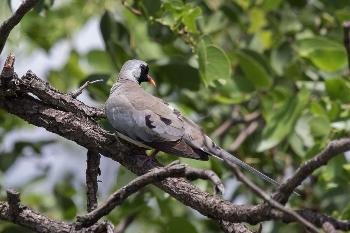 Image of Oena capensis capensis (Linnaeus 1766)