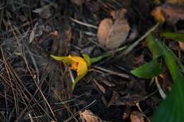 Imagem de Lycaste cruenta (Lindl.) Lindl.