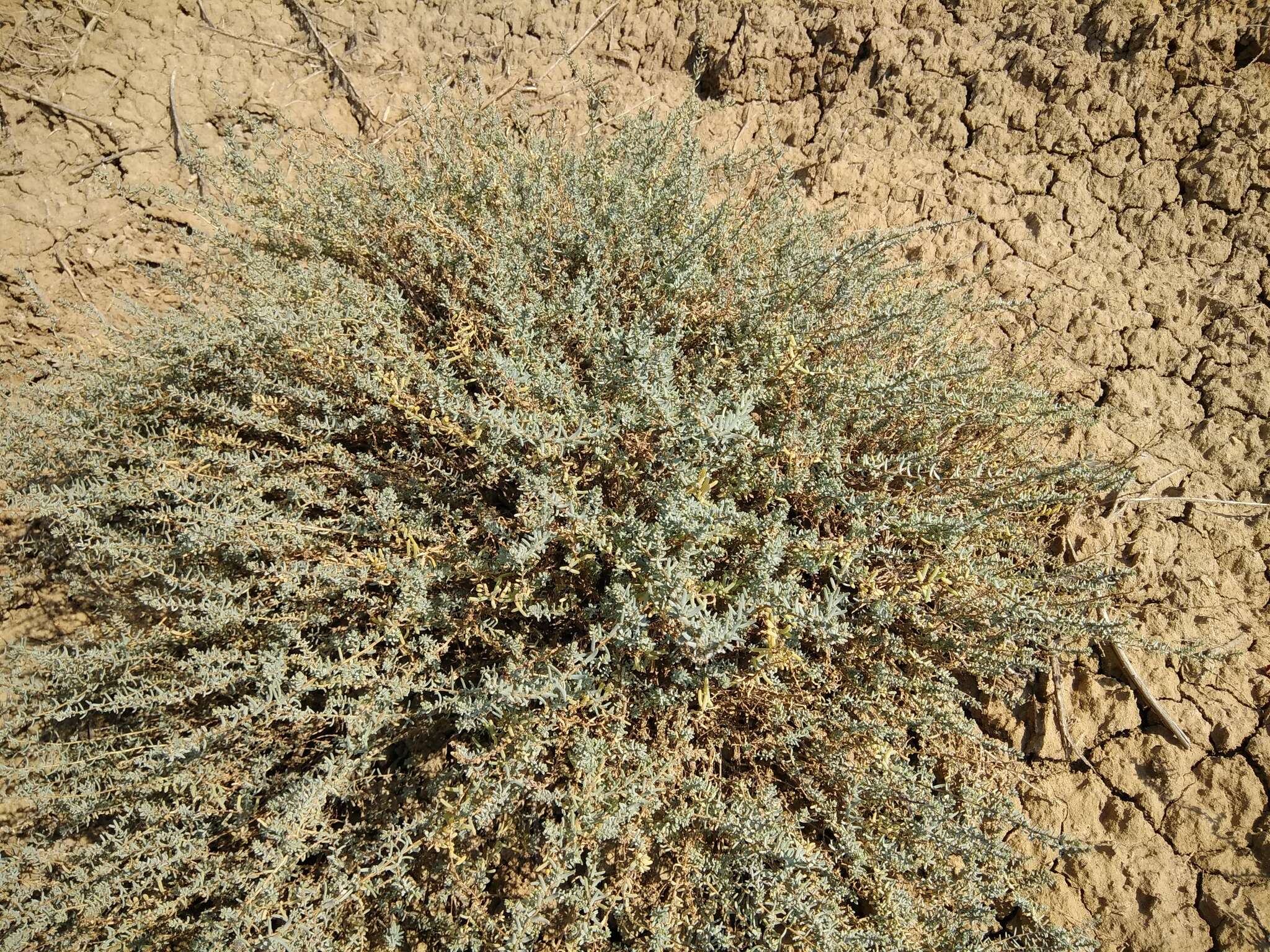 Nitrosalsola ericoides (M. Bieb.) Theodorova resmi