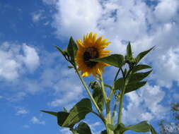 Image de tournesol