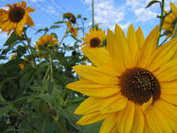 Image of common sunflower