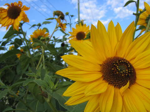 Image of common sunflower