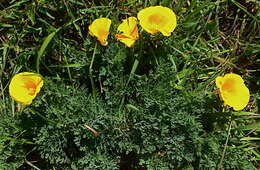 Image of California poppy