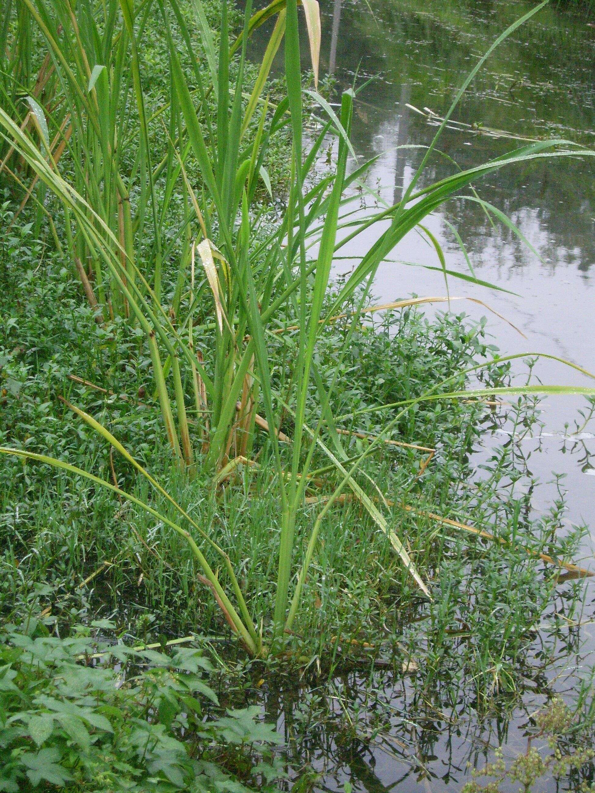 Image de Zizania latifolia (Griseb.) Turcz. ex Stapf