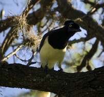 Imagem de Cyanocorax chrysops (Vieillot 1818)