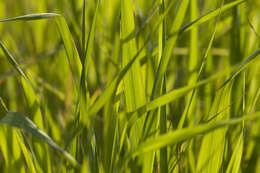 Image of wild oat