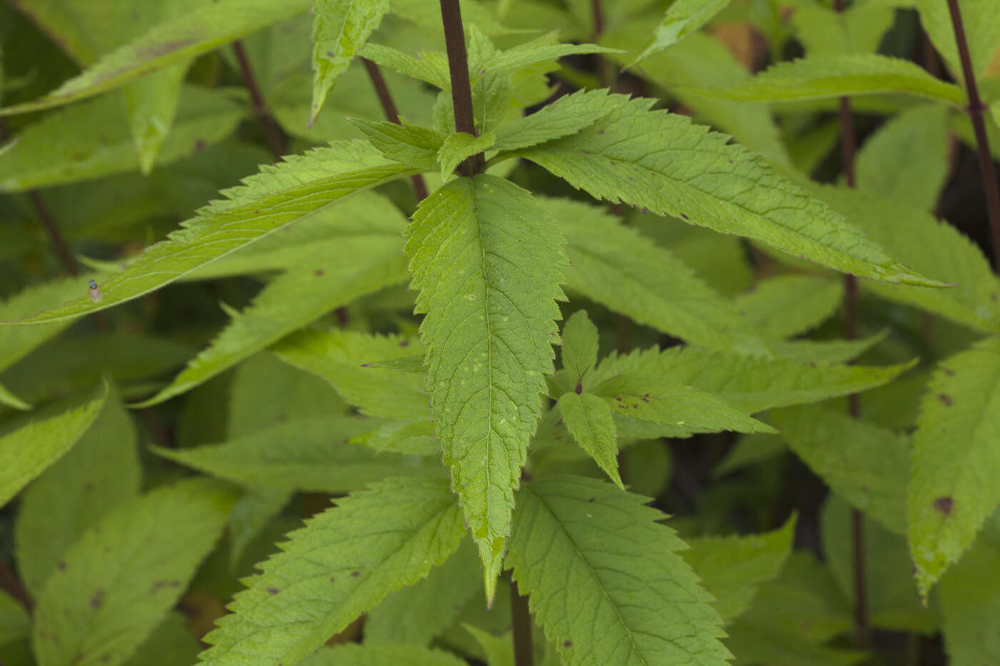 Image of Eupatorium glehnii F. Schmidt ex Trautv.