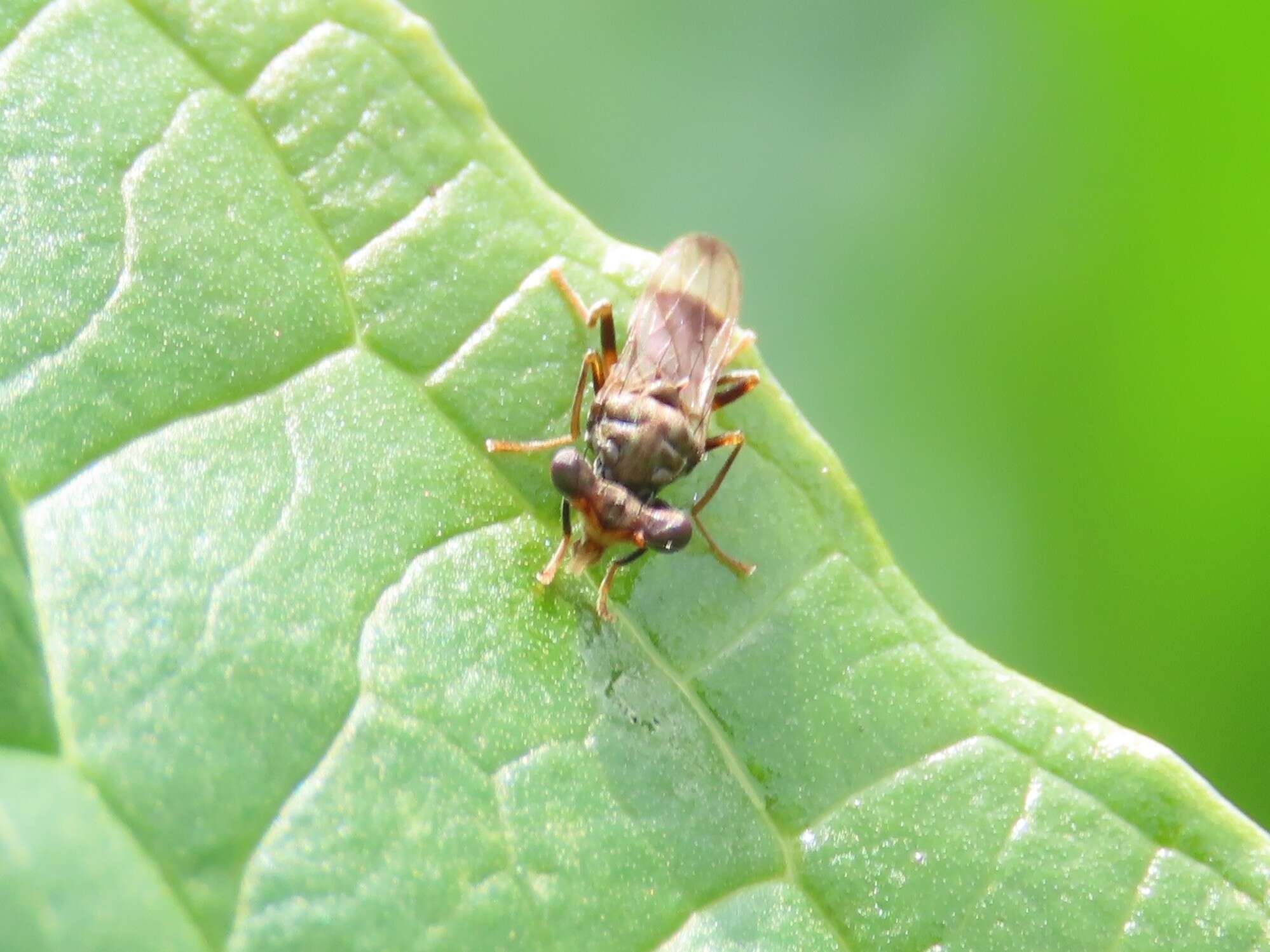 Plancia ëd Sphyracephala brevicornis (Say 1817)