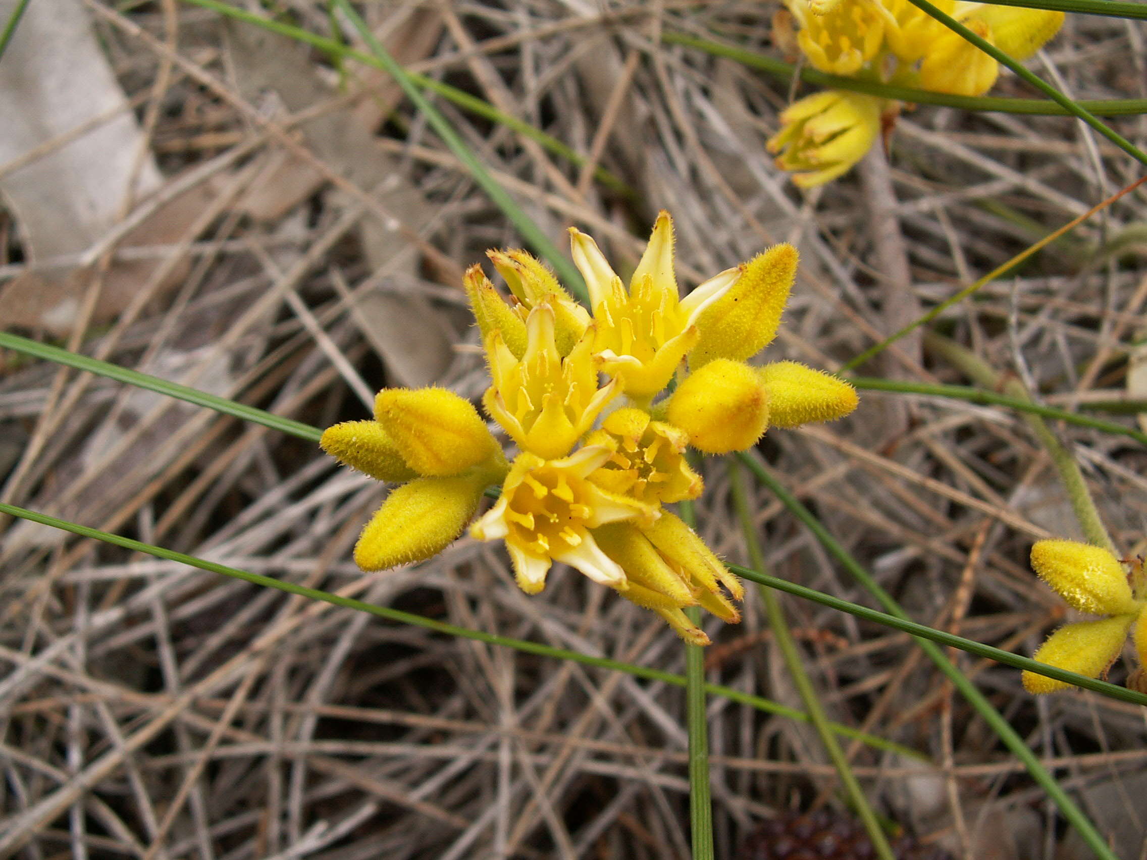 Image of Conostylis aurea Lindl.