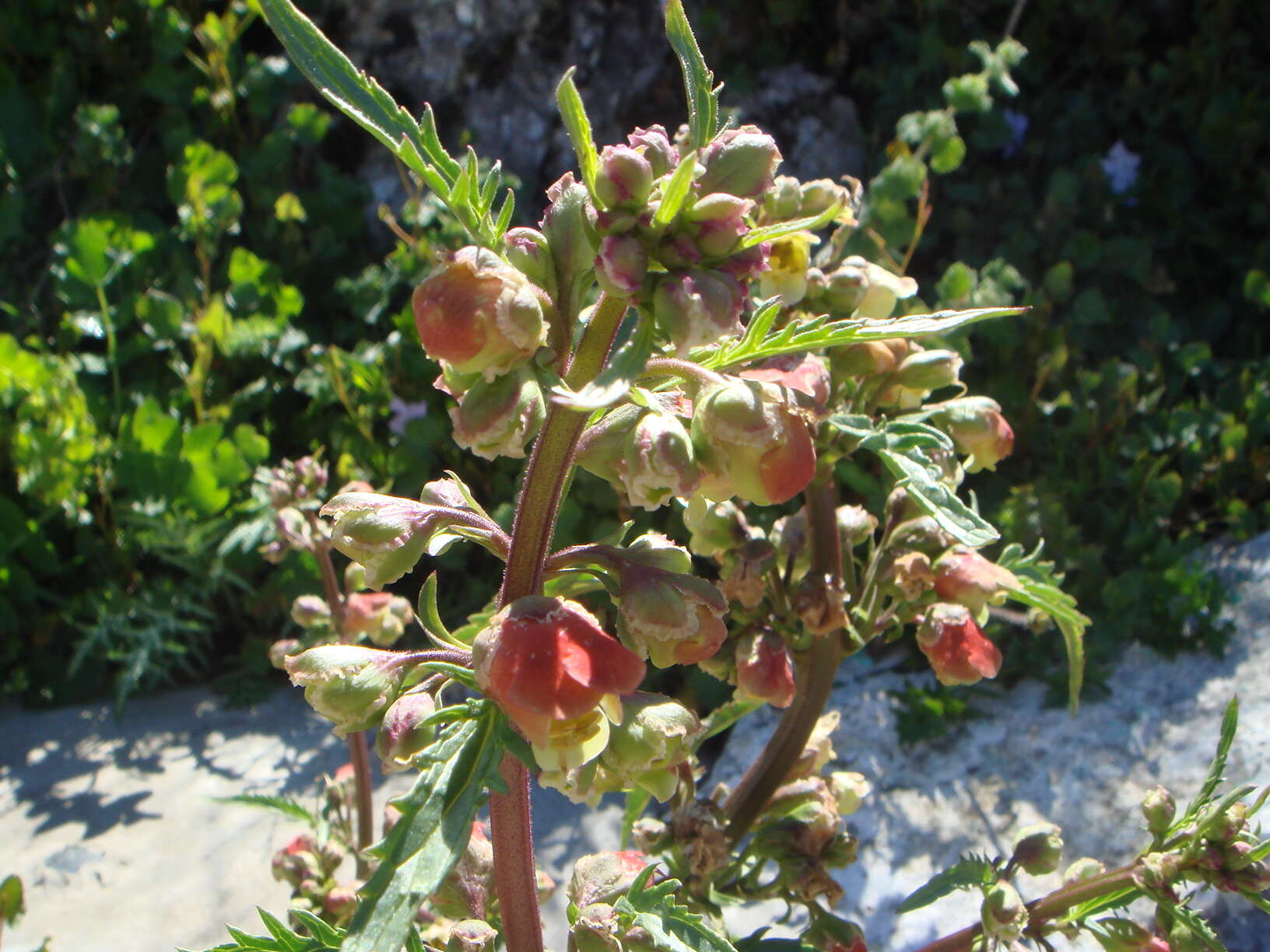 Scrophularia sambucifolia L. resmi