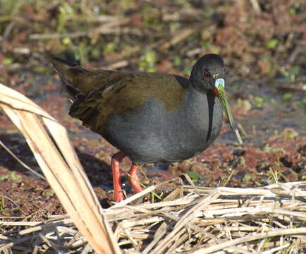 Image of Plumbeous Rail