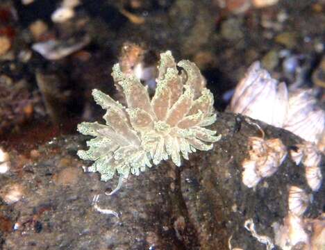 Imagem de Phyllodesmium crypticum Rudman 1981