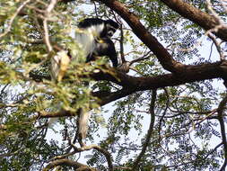 Image of Colobus guereza occidentalis (de Rochebrune 1887)